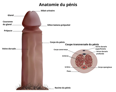 Schéma du pénis